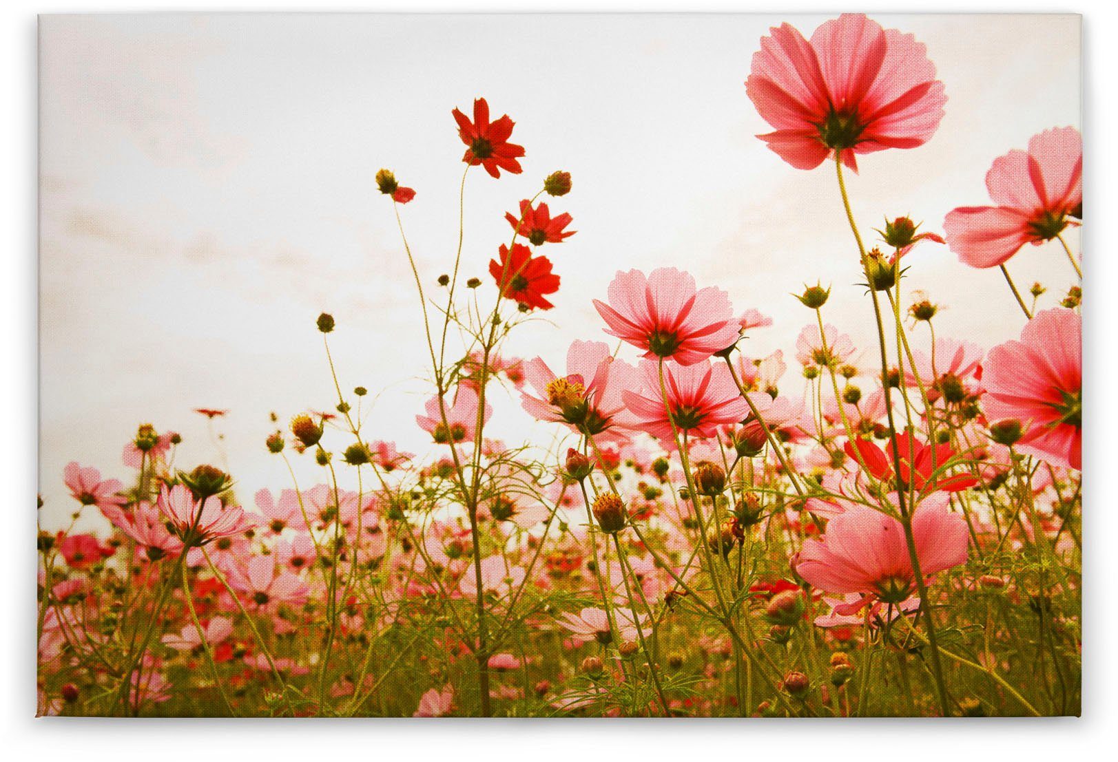 Meadow, Keilrahmen rot, A.S. Flower (1 St), Mohnblume Leinwandbild Création Blumenwiese grün, weiß Blumen