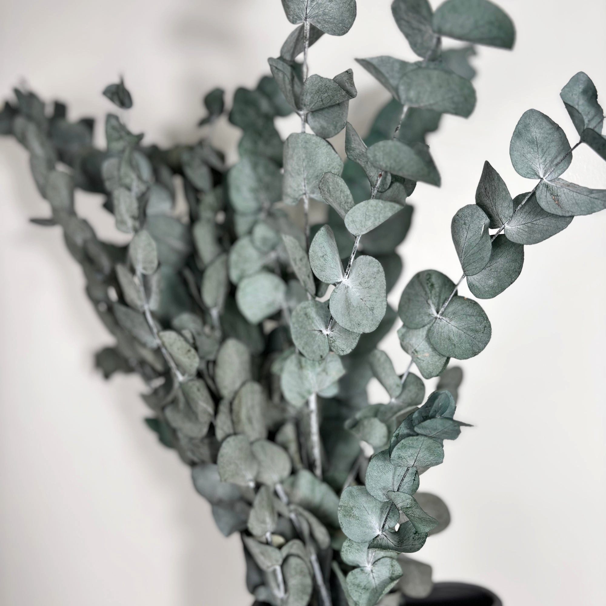 Trockenblume Konservierter Eukalyptus Cinerea 60–70 cm – halbes Bund, Trockenblumen Eukalyptus, LYKKE & You, konserviert, kein Wasser benötigt, charakteristisch – Bild 5 von 5