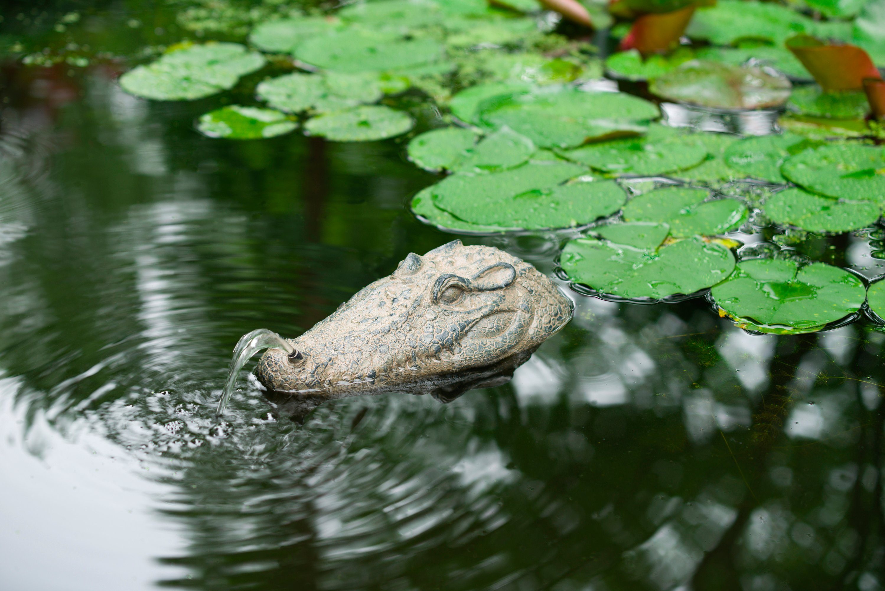 Ubbink Wasserspeier Krokodil, Schwimmt auf dem Wasser, BxLxH: 16x34x10 cm