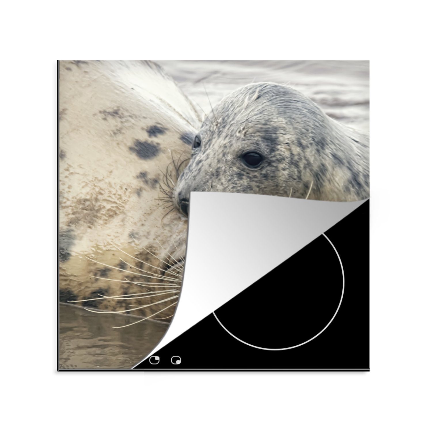 MuchoWow Herdblende-/Abdeckplatte Robben aus nächster Nähe lieben, Vinyl, (1 tlg), 78x78 cm, Ceranfeldabdeckung, Arbeitsplatte für küche