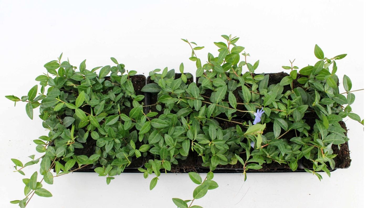 Pflanzen für Dich Почвопокровные растения Vinca minor, 1 St., Kleines Immergrün, Immergrün, Zwergrün, immergrün, bodendecker