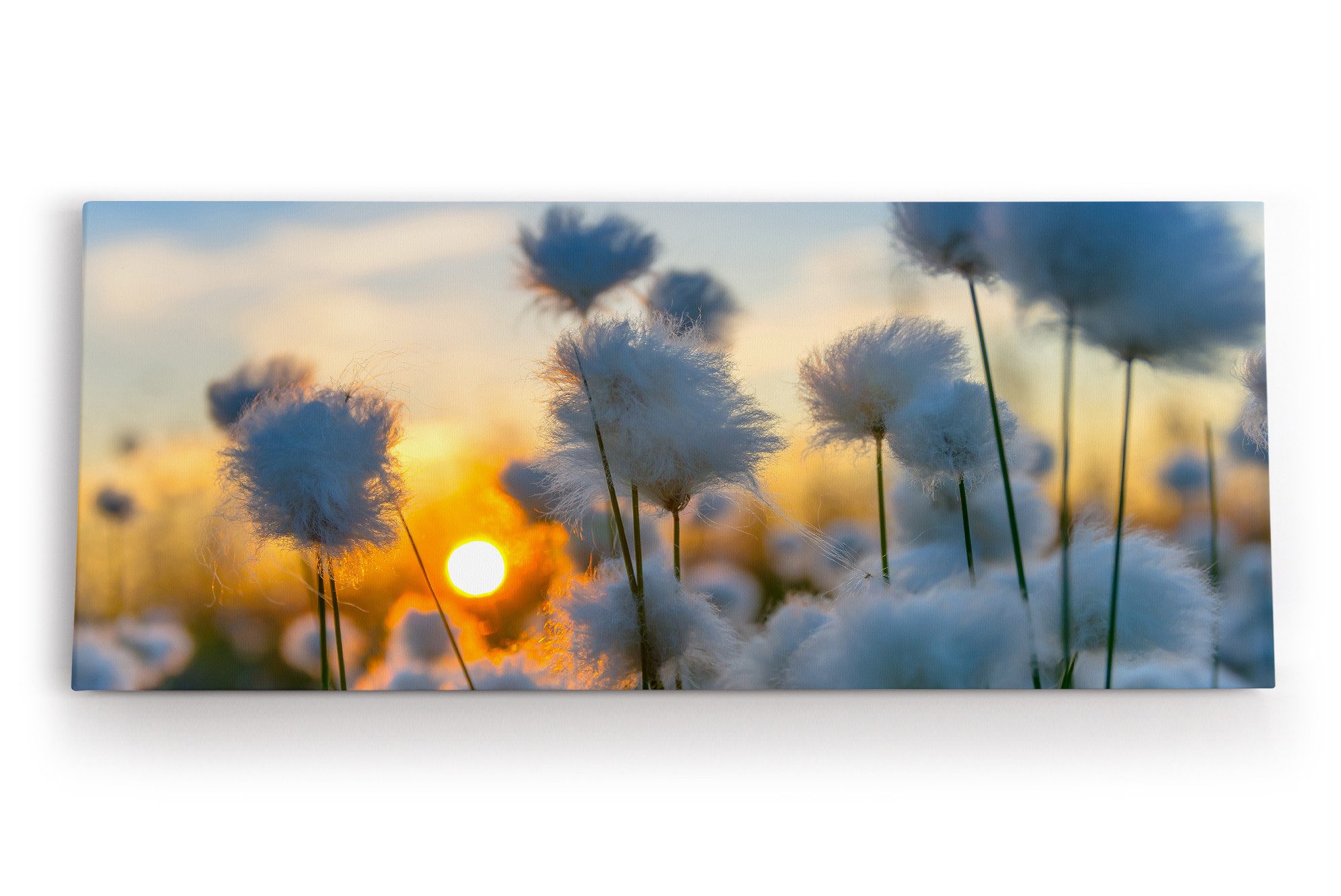 Leinwandbild Baumwollblüten Sonnenuntergang Abendröte Sommer Natur