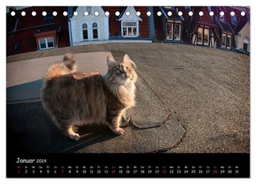 CALVENDO Wandkalender Katzen Blues (Tischkalender 2024 DIN A5 quer), CALVENDO Monatskalender