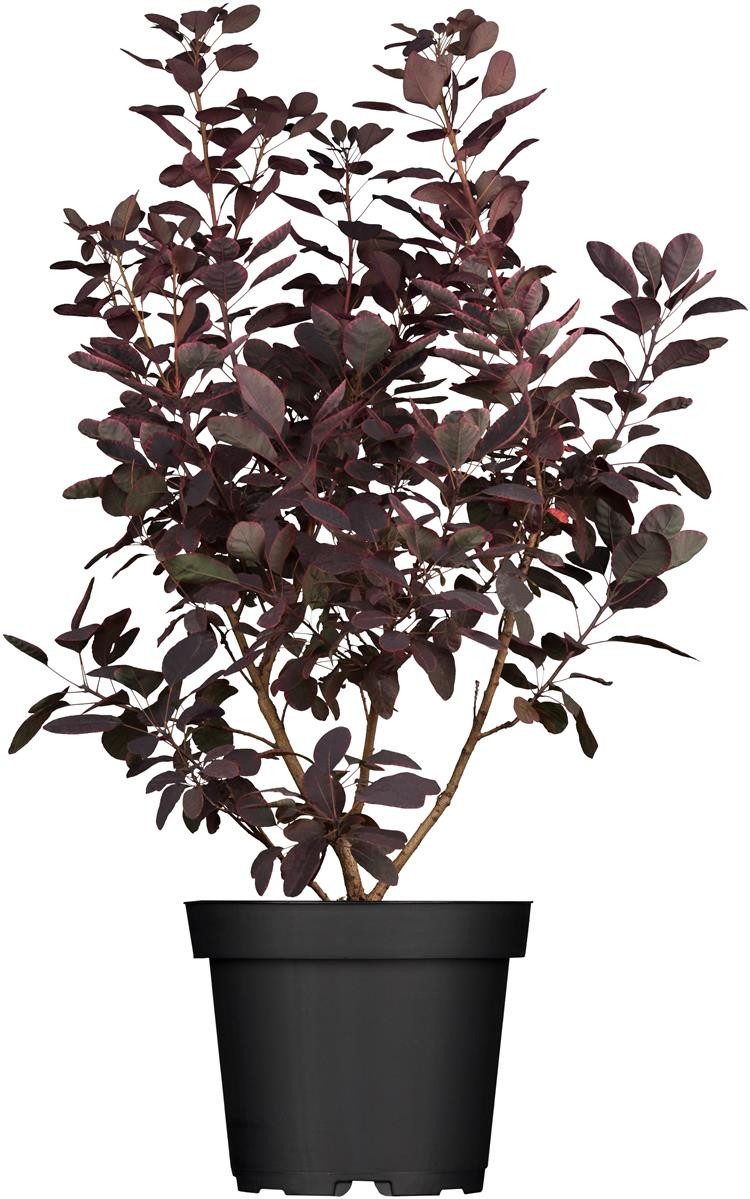 Pflanzen für Dich Gehölze Cotinus coggygria Royal Purple, 1 St., Perückenstrauch, Rauchbusch