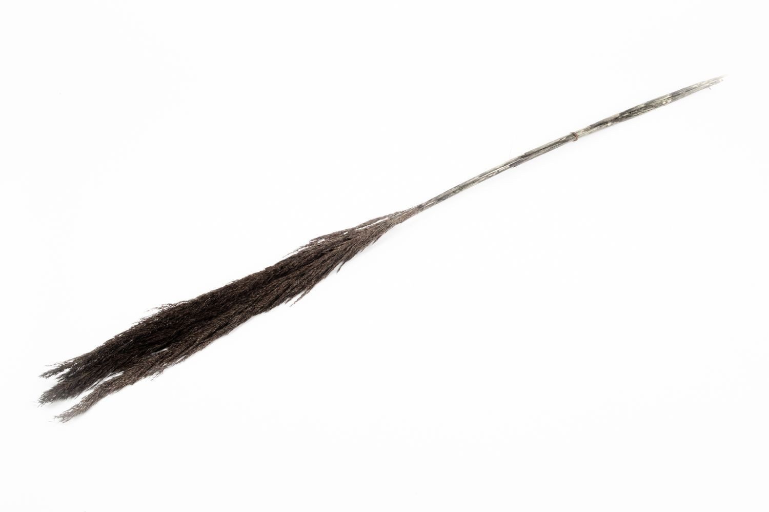 Trockenblume Schilf getrocknet DONJETA, schwarz, 115-120cm, Ø15cm, INNA-Glas, Höhe 120.0 cm