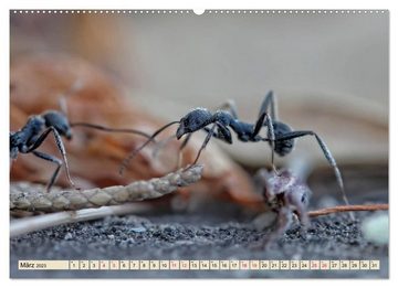 CALVENDO Wandkalender Ameisen - Ordnung im Durcheinander (Premium, hochwertiger DIN A2 Wandkalender 2023, Kunstdruck in Hochglanz)