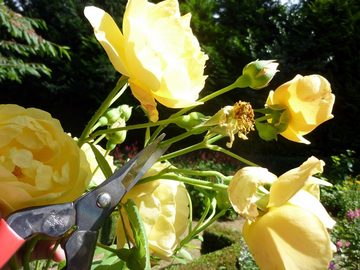 Okatsune Astschere Okatsune 304 Blumenschere mit langer Klinge (1)