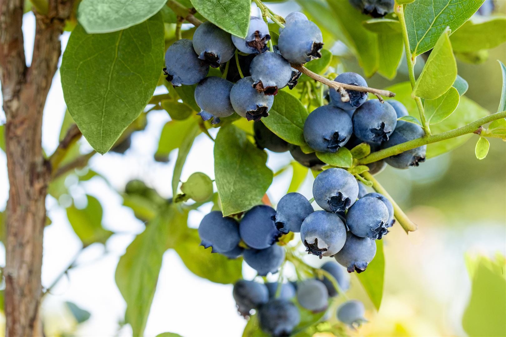 Pflanzen für Dich Obstpflanze Vaccinium corymb. Bluejay, 1 St., Kulturheidelbeere, Blaubeere, Heidelbeere, blaue Beeren, frühreifend