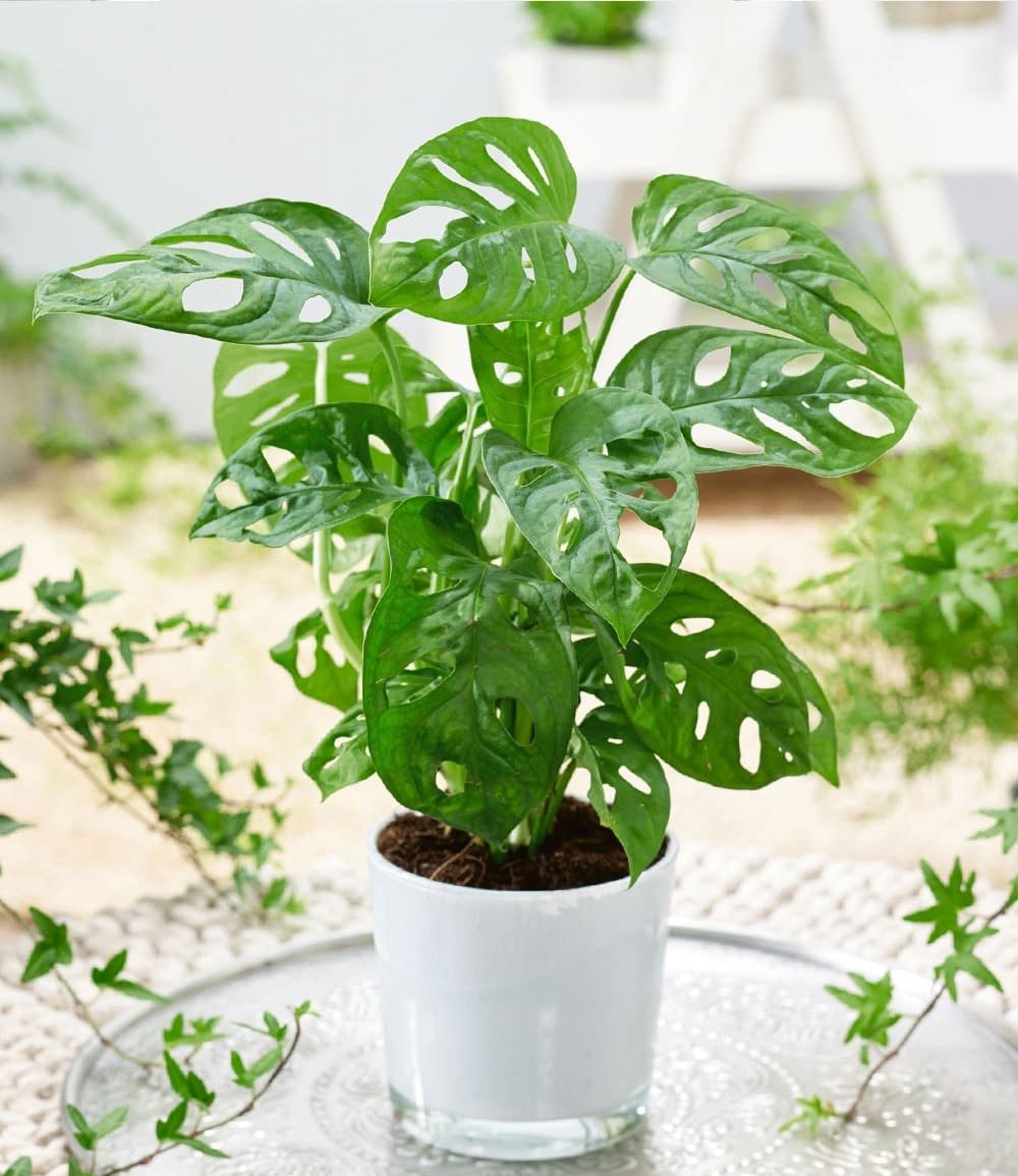 BALDUR Garten Zimmerpflanze Monstera 'Monkey Leaf®', 1 St., Zimmerpflanze, schnell wachsend, pflegeleicht