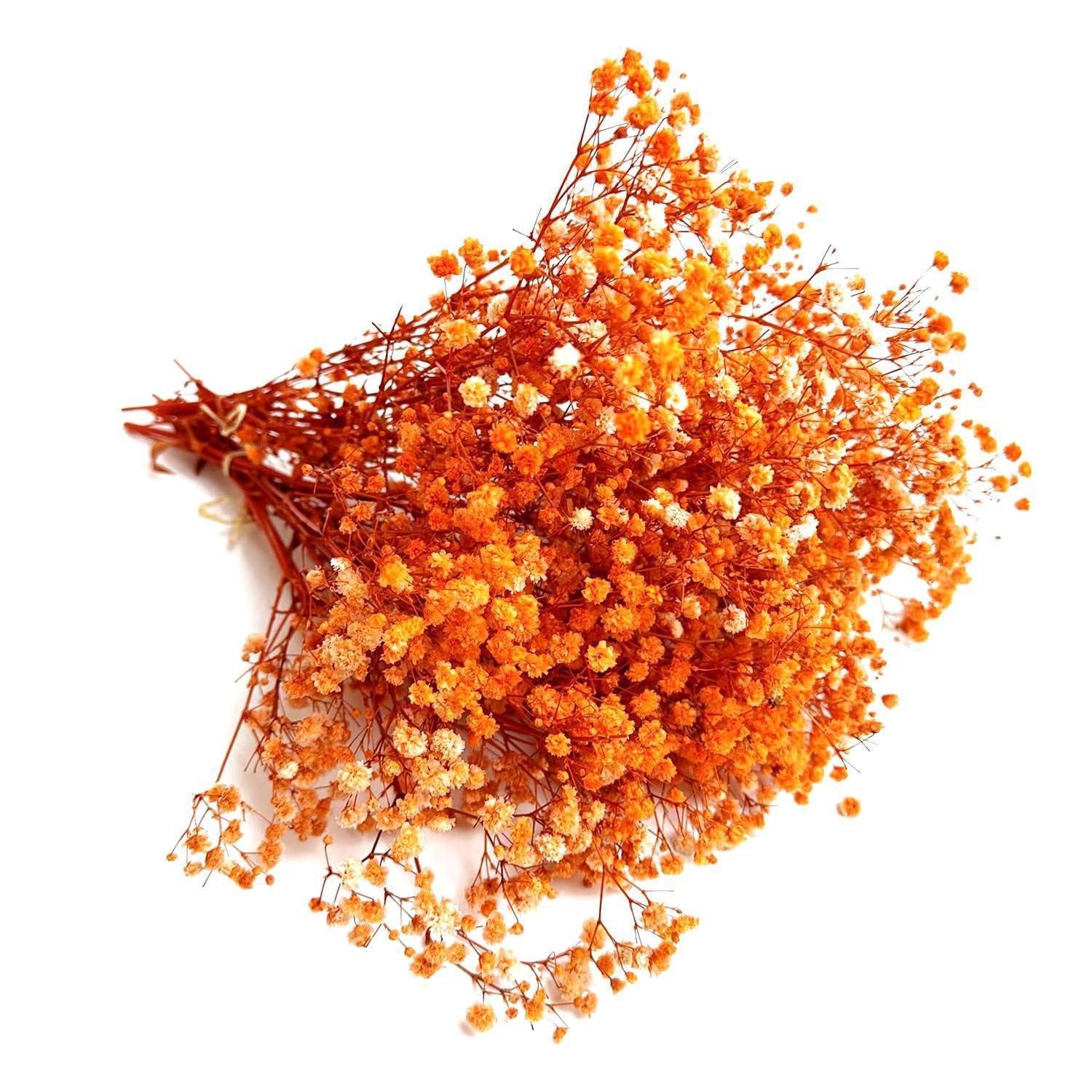 Trockenblume Trockenblumen Gypsophila Orange 5 Stiele, LuxusKollektion, Höhe 10 cm