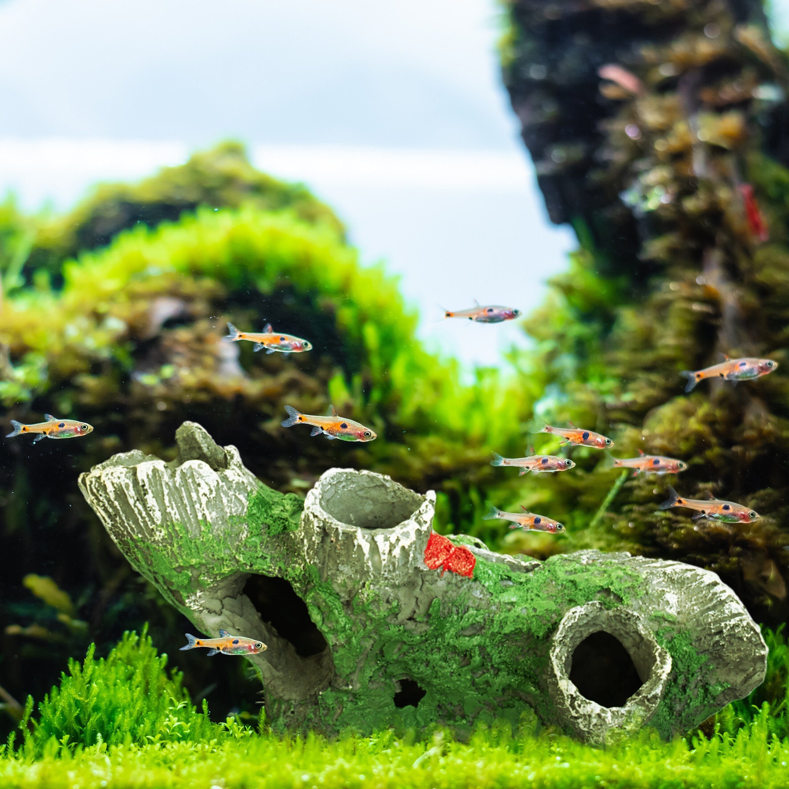 TocaFeank Aquariumhöhle Aus ABS - Natürlicher Tunnel Für Fische & Garnelen | 3 Größen Verfügbar