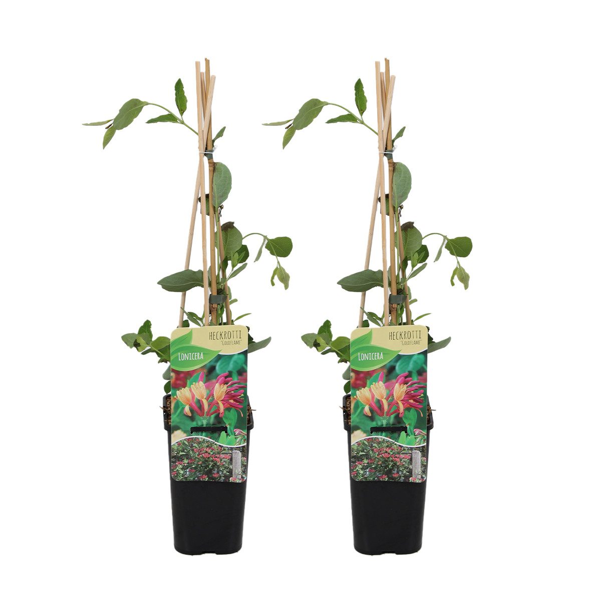 Bloomique Kletterpflanze 2er-Set Lonicera Heckrottii Goldflame, Geißblatt, 70-80 cm, Topf 15 cm, 2 St.