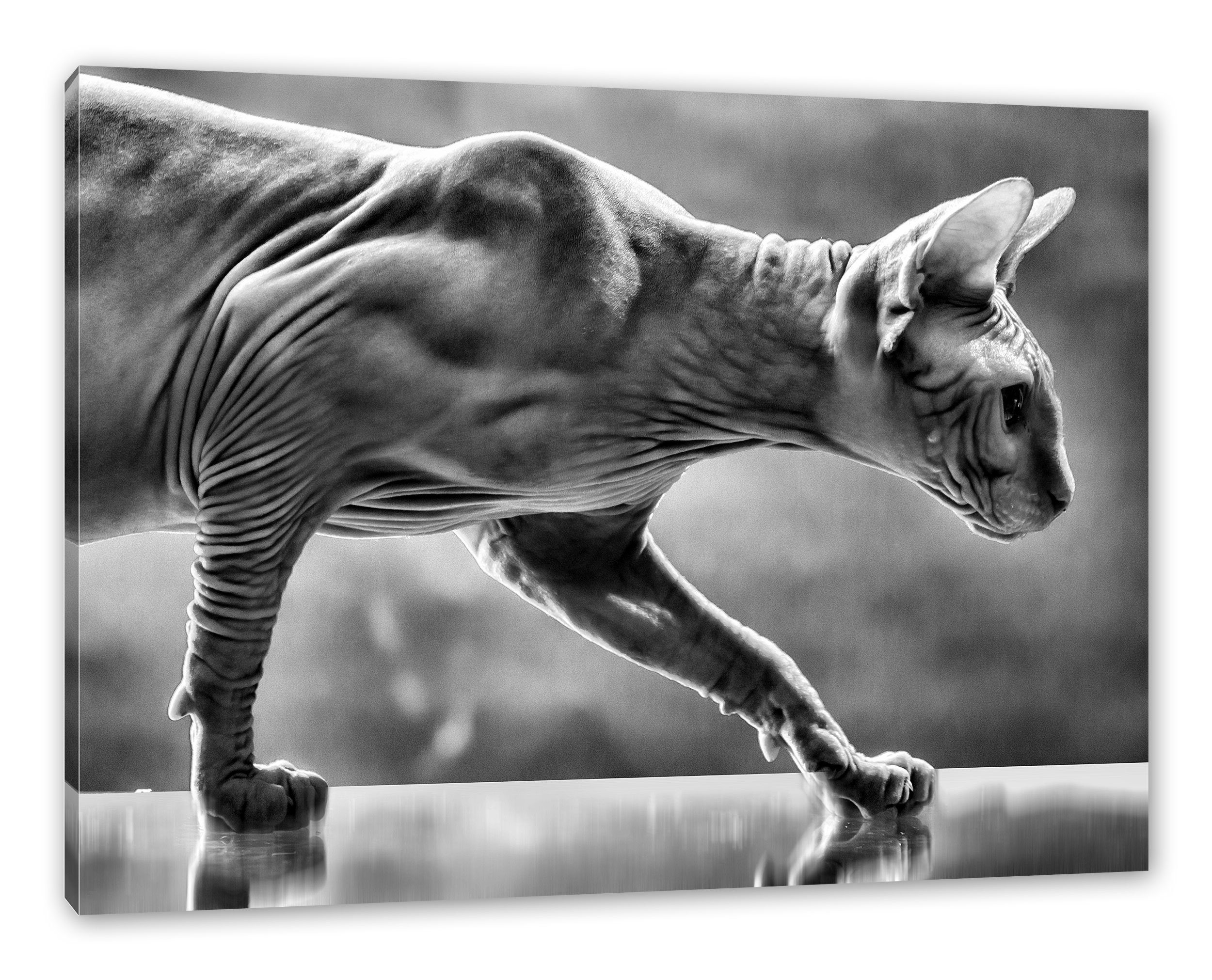 Pixxprint Leinwandbild Einzigartige Sphynx Katze, Einzigartige Sphynx Katze (1 St), Leinwandbild fertig bespannt, inkl. Zackenaufhänger