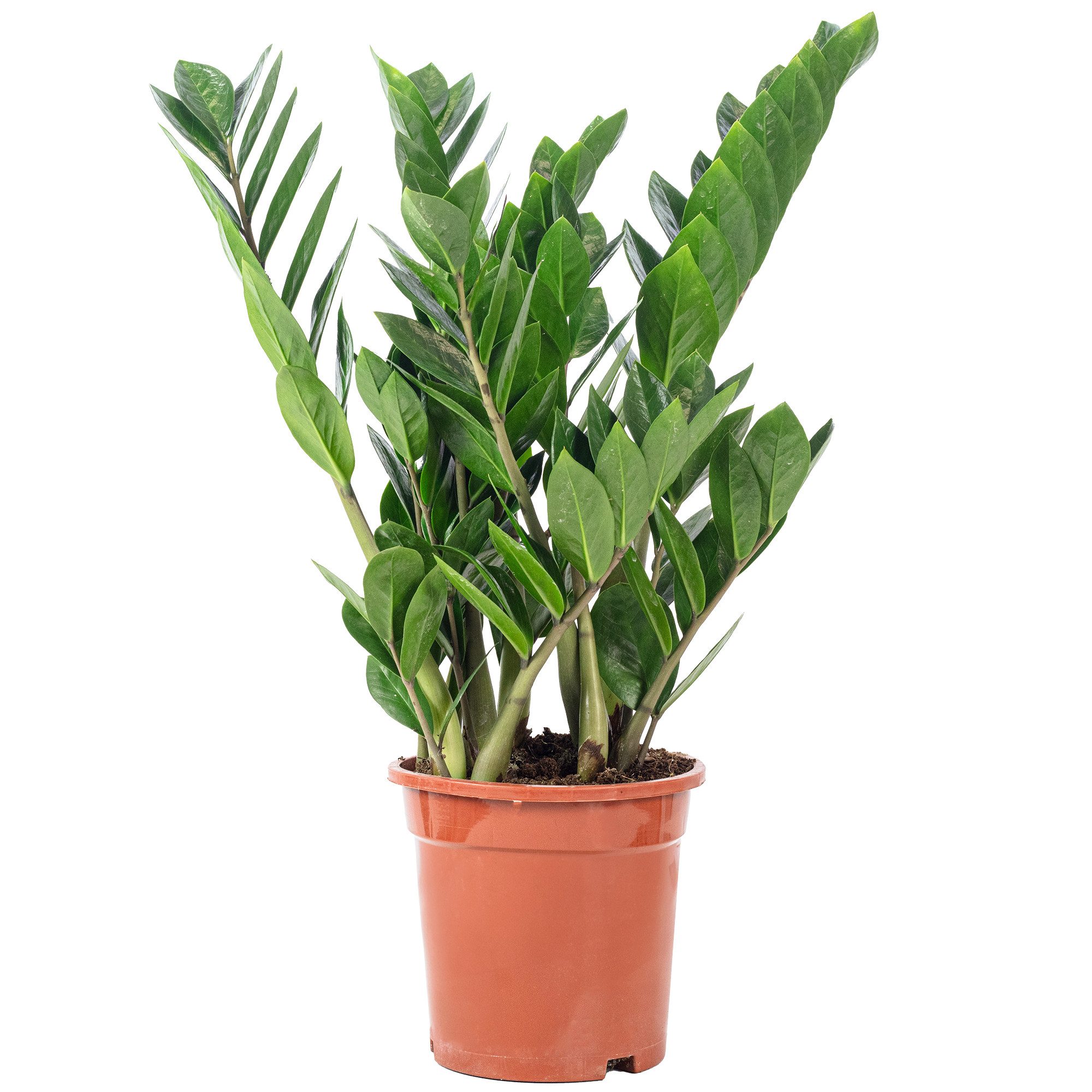 Flowerbox Zimmerpflanze Glücksfeder - Zamioculcas zamiifolia, pflegeleicht - Höhe ca. 55 cm, Topf-Ø 17 cm