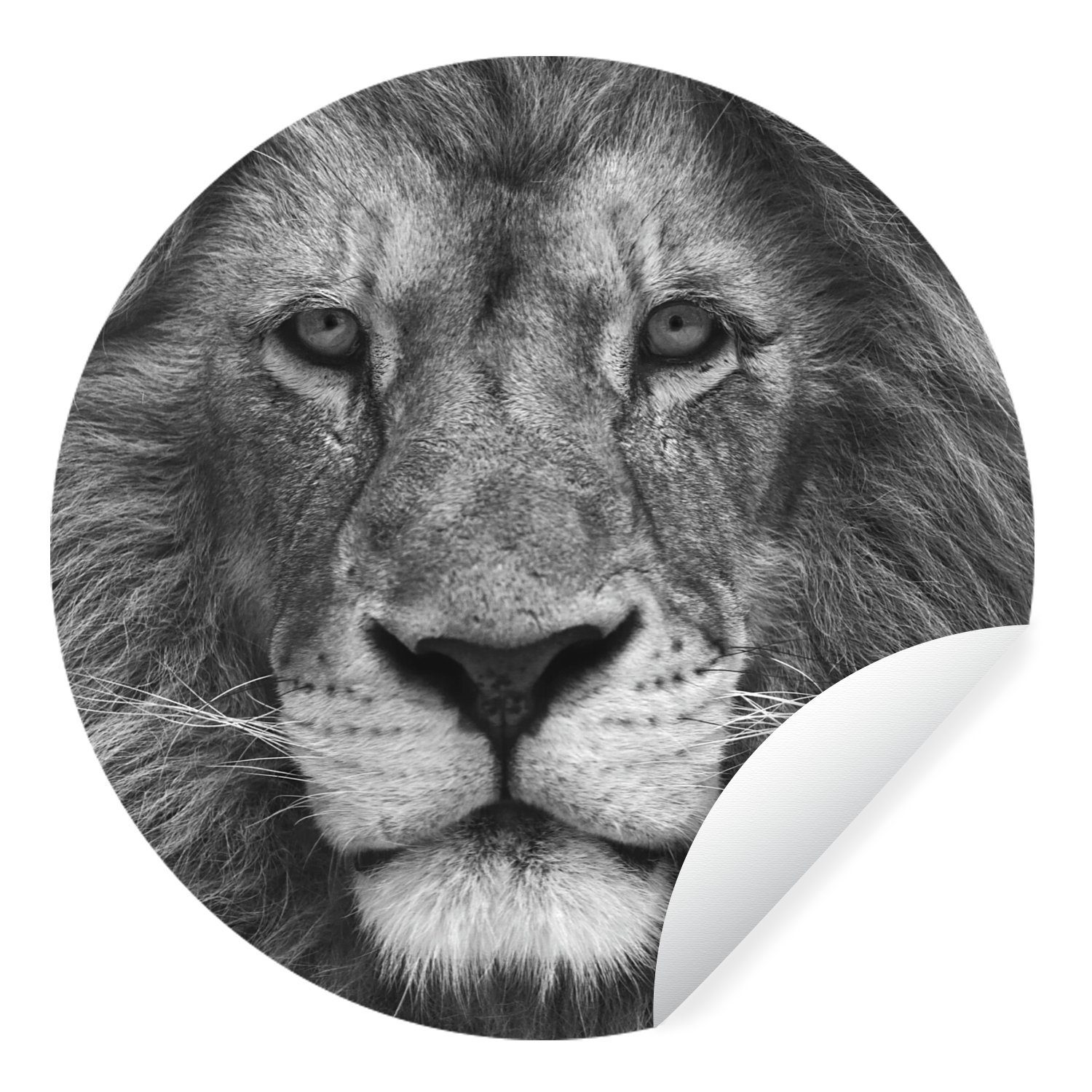 MuchoWow Wandsticker Tierprofil Persischer Löwe in schwarz und weiß (1 ...