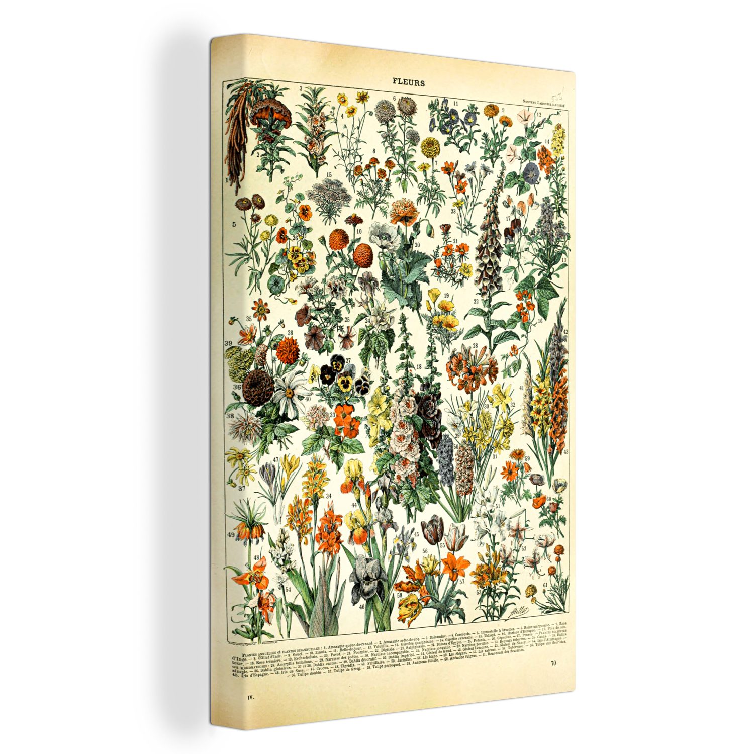 OneMillionCanvasses® Leinwandbild Blumen - Pflanzen - Vintage - Adolphe Millot - Kunst, (1 St), Leinwandbild fertig bespannt inkl. Zackenaufhänger, Gemälde, 20x30 cm bunt
