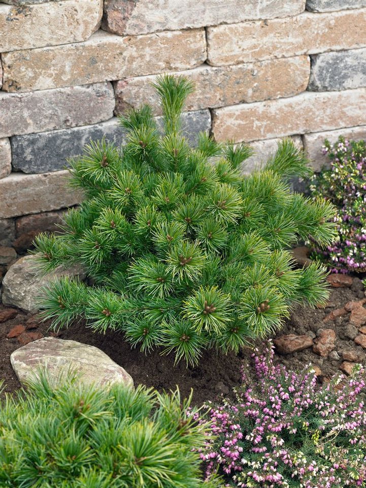 Pflanzen für Dich Konifere Pinus parviflora 'Kiomatsu', 1 St., Japanische Schirmtanne, kompakt, nadelblau