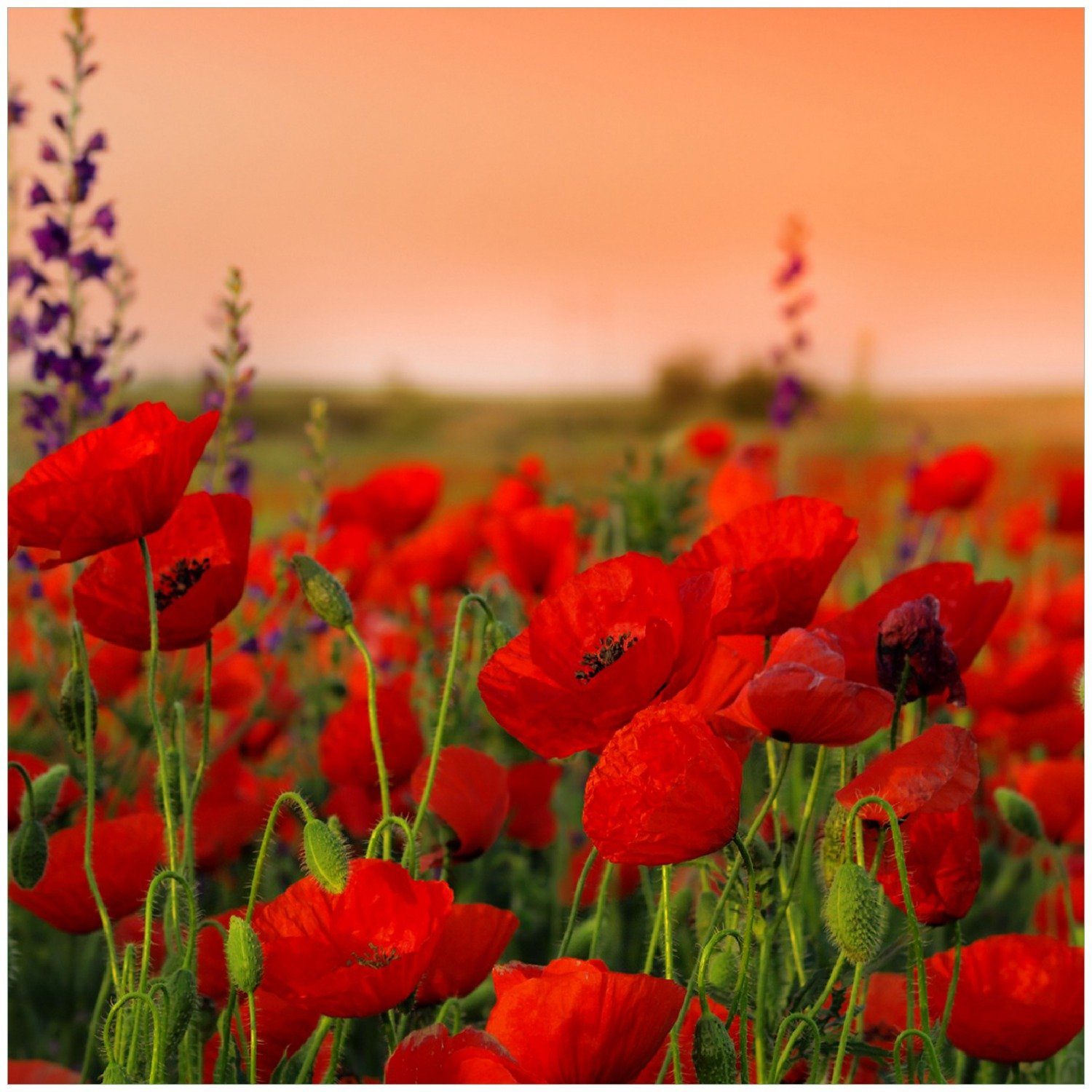 Mohnblumen Memoboard dem auf Feld Wallario