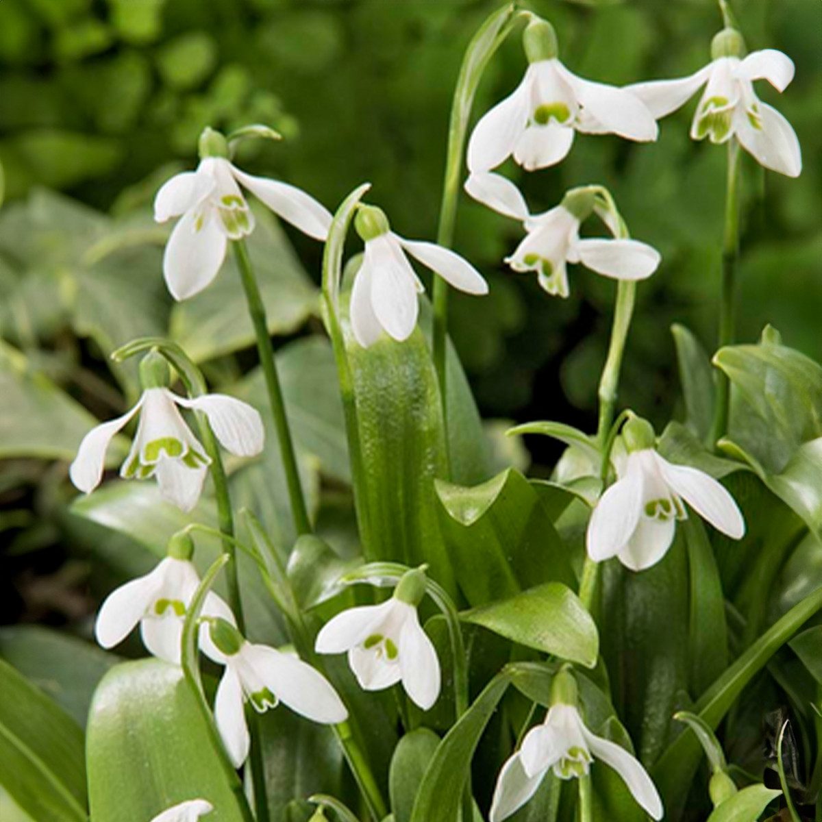 Bloomique Blumenzwiebeln Mischung aus 25 - Galanthus Woronowii - Schneeglöckchen - Weiß - Blume, (25-St)