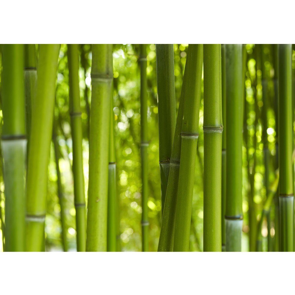 liwwing Fototapete Fototapete bambus wald urlwald dschungel natur tropisch baum liwwing no. 71, Bambus