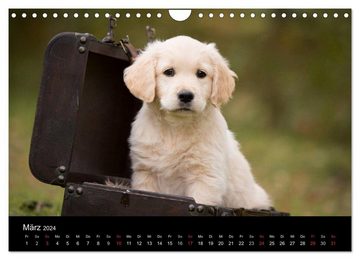 CALVENDO Wandkalender Hundewelpen (Wandkalender 2024 DIN A4 quer), CALVENDO Monatskalender