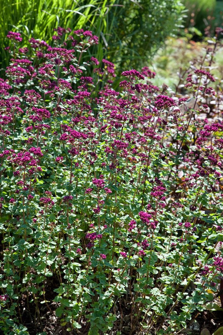 Pflanzen für Dich Staude Origanum laev. Rosenkuppel, 1 St., Dost, Wilder Majoran