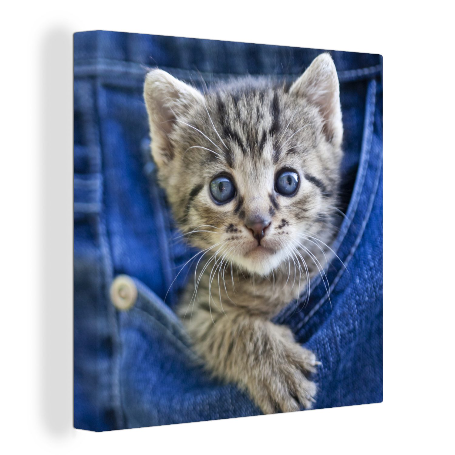 OneMillionCanvasses® Leinwandbild Ein Kätzchen in Denim-Jeans, (1 St), Leinwand Bilder für Wohnzimmer Schlafzimmer