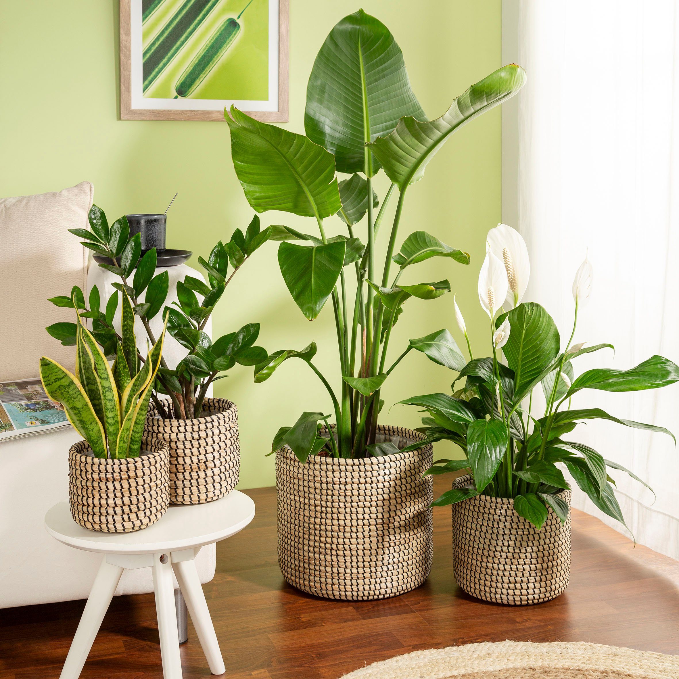 Scheurich Blumentopf black 24/513 günstig online kaufen