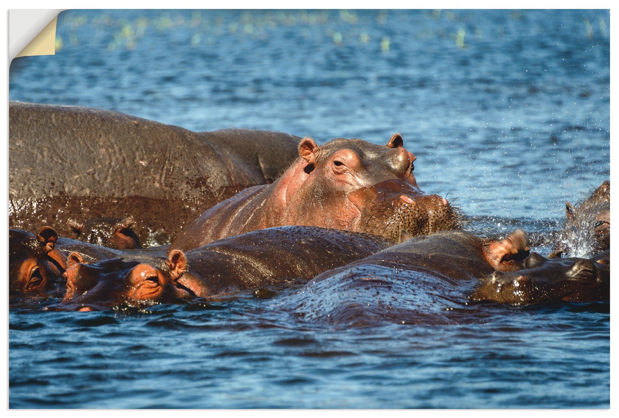 Artland Wandbild Flusspferde im Chobe Fluss, Wildtiere (1 St), als Alubild, Leinwandbild, Wandaufkleber oder Poster in versch. Größen