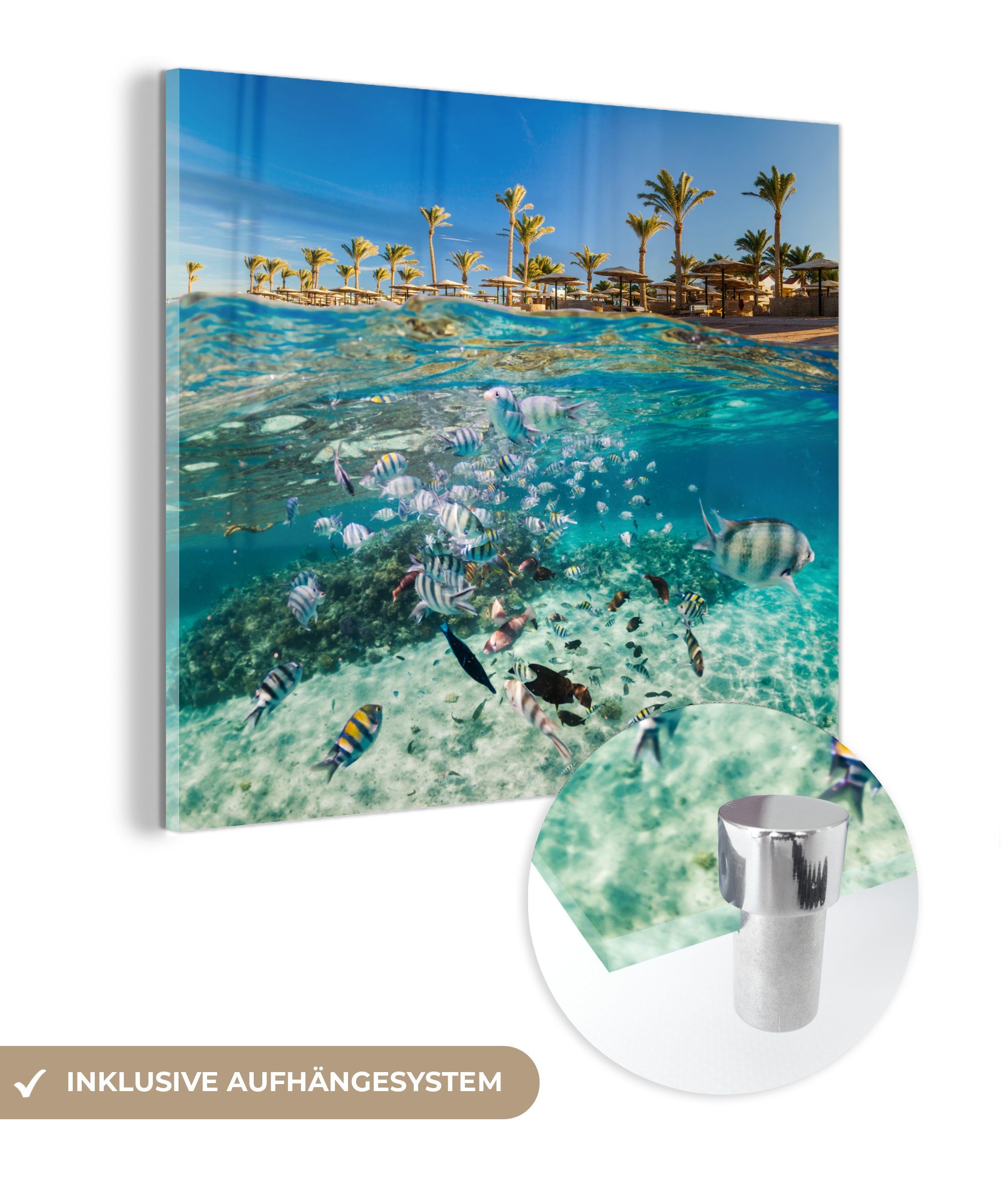 MuchoWow Acrylglasbild Meer - Fisch - Ägypten, (1 St), Glasbilder - Bilder auf Glas Wandbild - Foto auf Glas - Wanddekoration