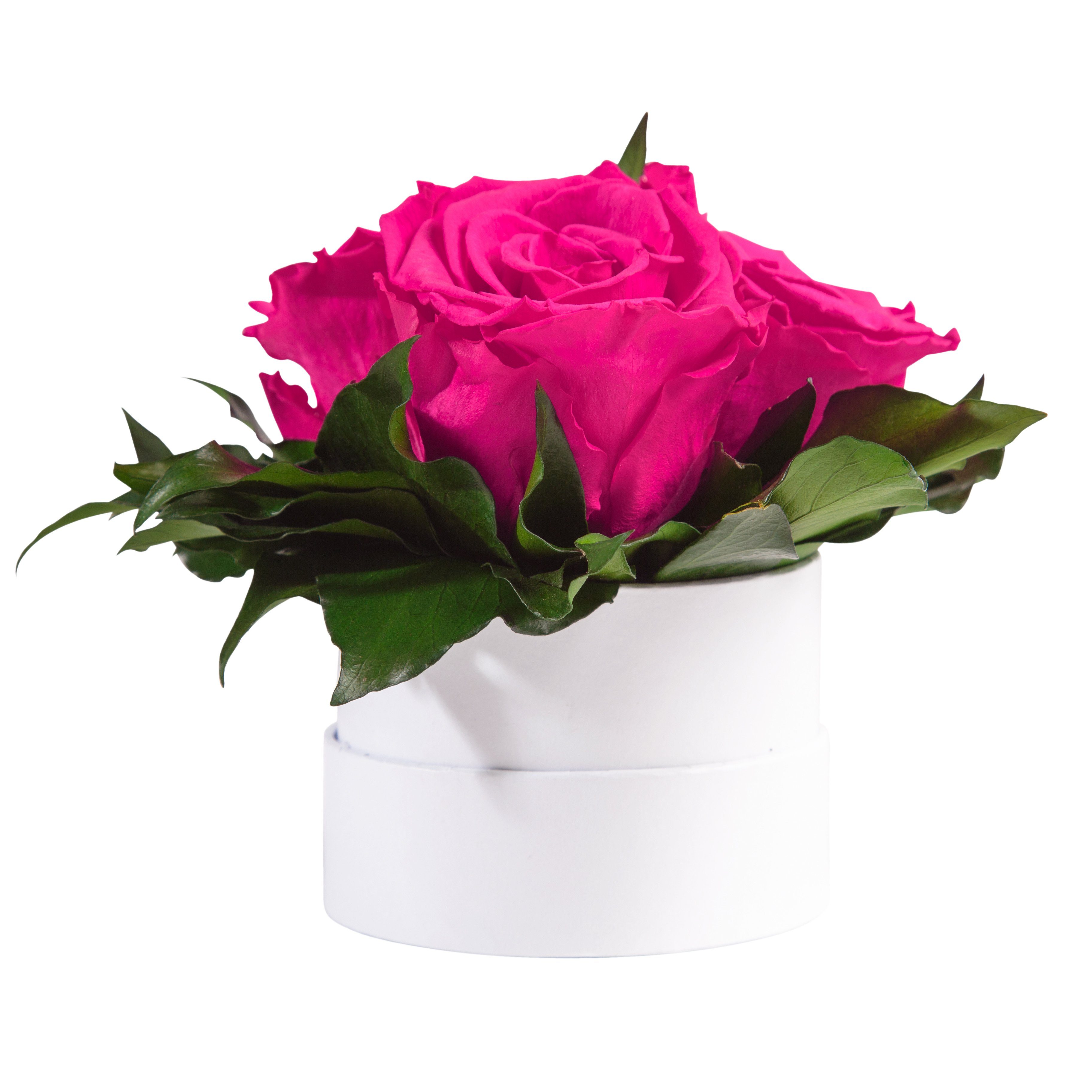 Rosen 10 weiß echte rund konserviert Sie Höhe 3 Infinity cm, für Rosenbox Heidelberg, Geschenk ROSEMARIE Pink Rosen Rose, Kunstblume SCHULZ