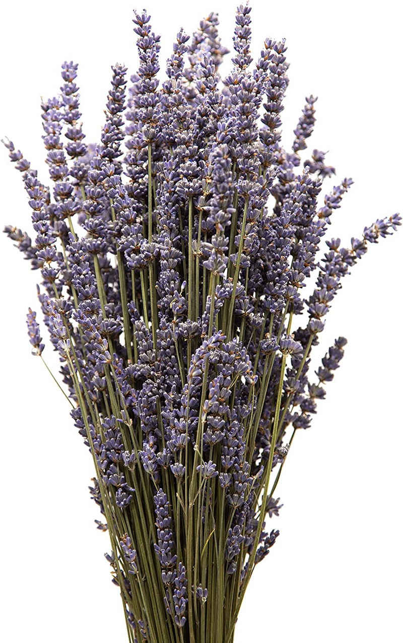 Trockenblume Echter Lavendel getrocknet Lavendelstrauß Deko Lavendelbund Ernte 2023 Lavendel, ROSEMARIE SCHULZ Heidelberg, Höhe 40 cm, französischer Lavendel aus der Provence auch für Lavendelsäckchen