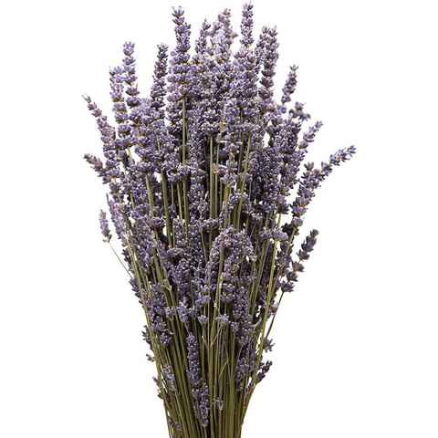 Trockenblume Echter Lavendel getrocknet Lavendelstrauß Deko Lavendelbund Ernte 2023 Lavendel, ROSEMARIE SCHULZ Heidelberg, Höhe 40 cm, französischer Lavendel aus der Provence auch für Lavendelsäckchen