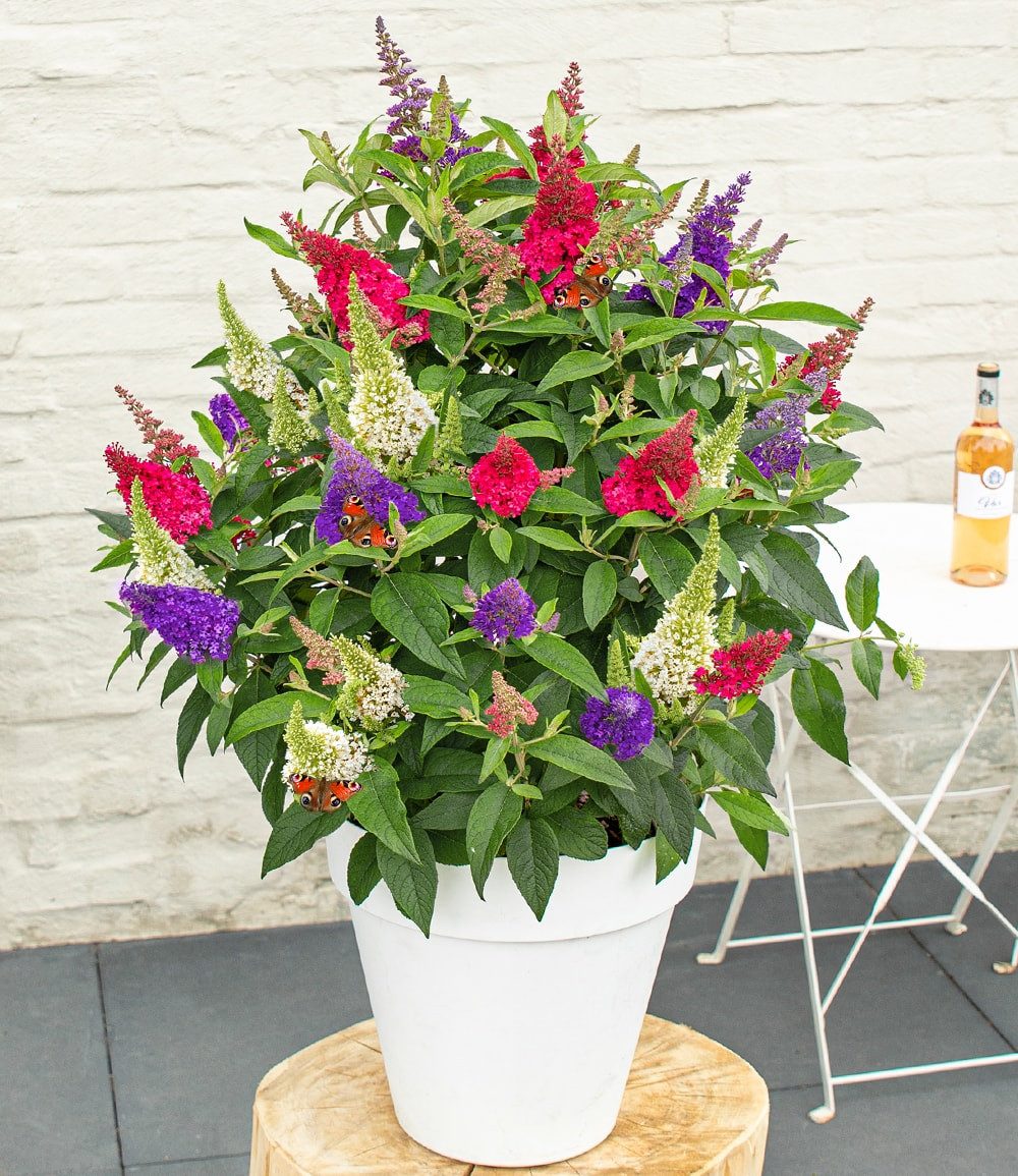 BALDUR Garten Zierstrauch Zwerg-Schmetterlingsstrauch 'Butterfly Candy® Trio', 1 St., Sommerflieder, duftend, winterhart, mehrjährig, pflegeleicht