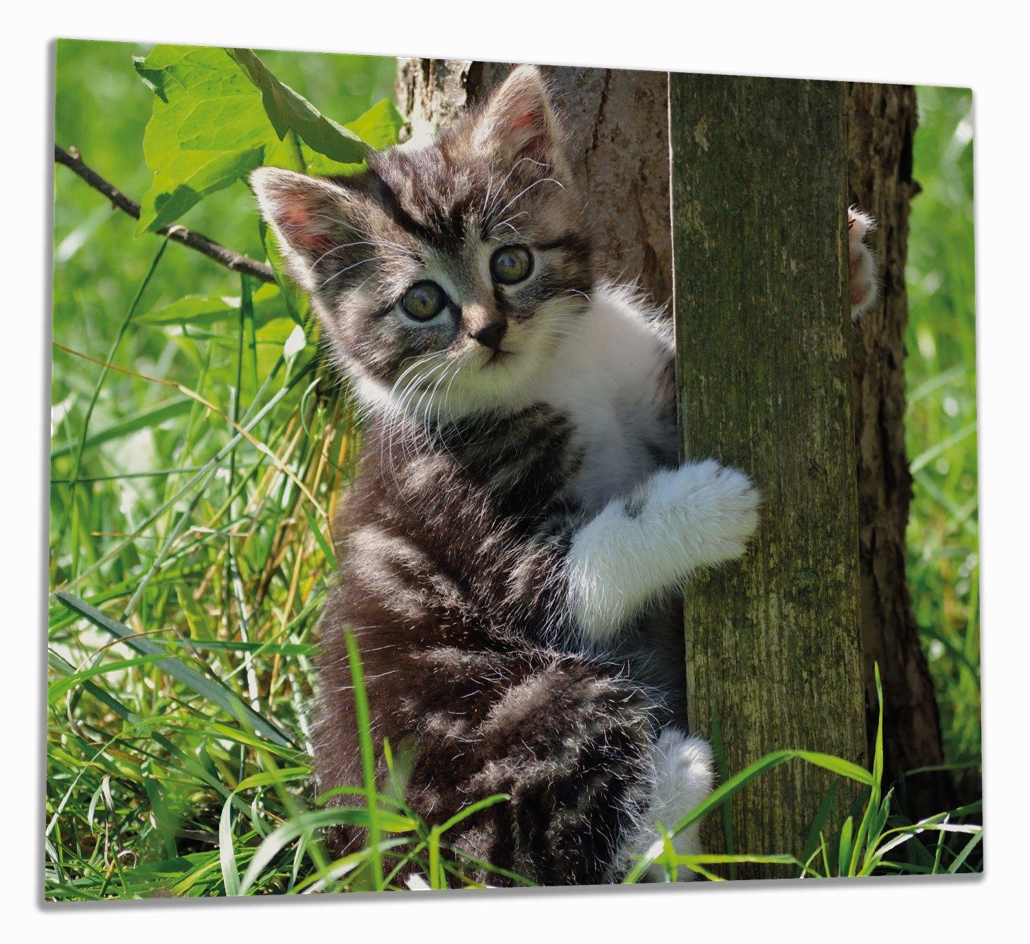 Wallario Herd-Abdeckplatte Süßes Kätzchen an einem Baum, ESG-Sicherheitsglas, (Glasplatte, 1 tlg., inkl. 5mm Noppen), verschiedene Größen