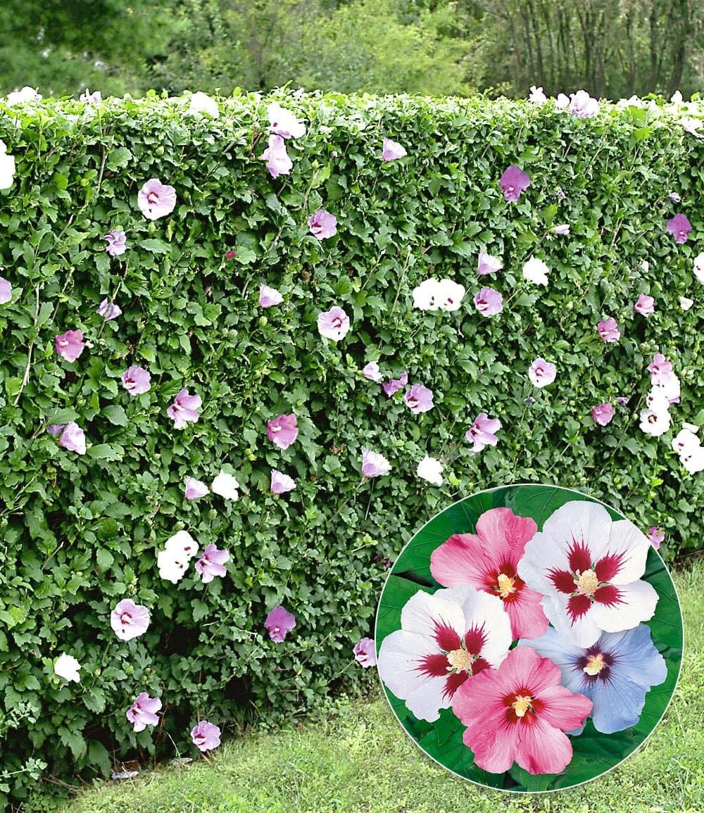BALDUR Garten Hecken Hibiskus-Hecke, 5 St., Roseneibisch, blickdicht, winterhart, mehrjährig, pflegeleicht