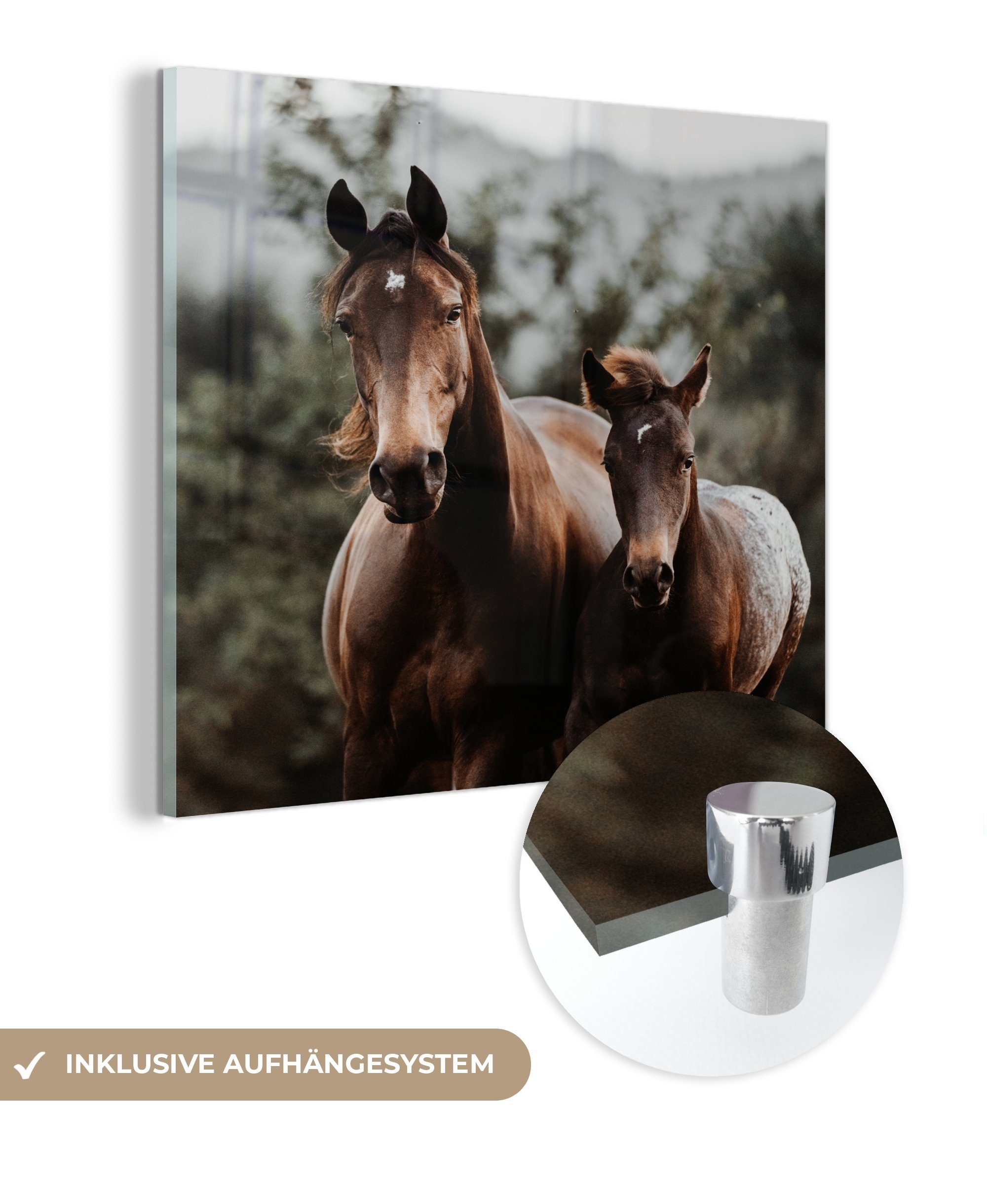 MuchoWow Acrylglasbild Pferd - Fohlen - Natur, (1 St), Glasbilder - Bilder auf Glas Wandbild - Foto auf Glas - Wanddekoration