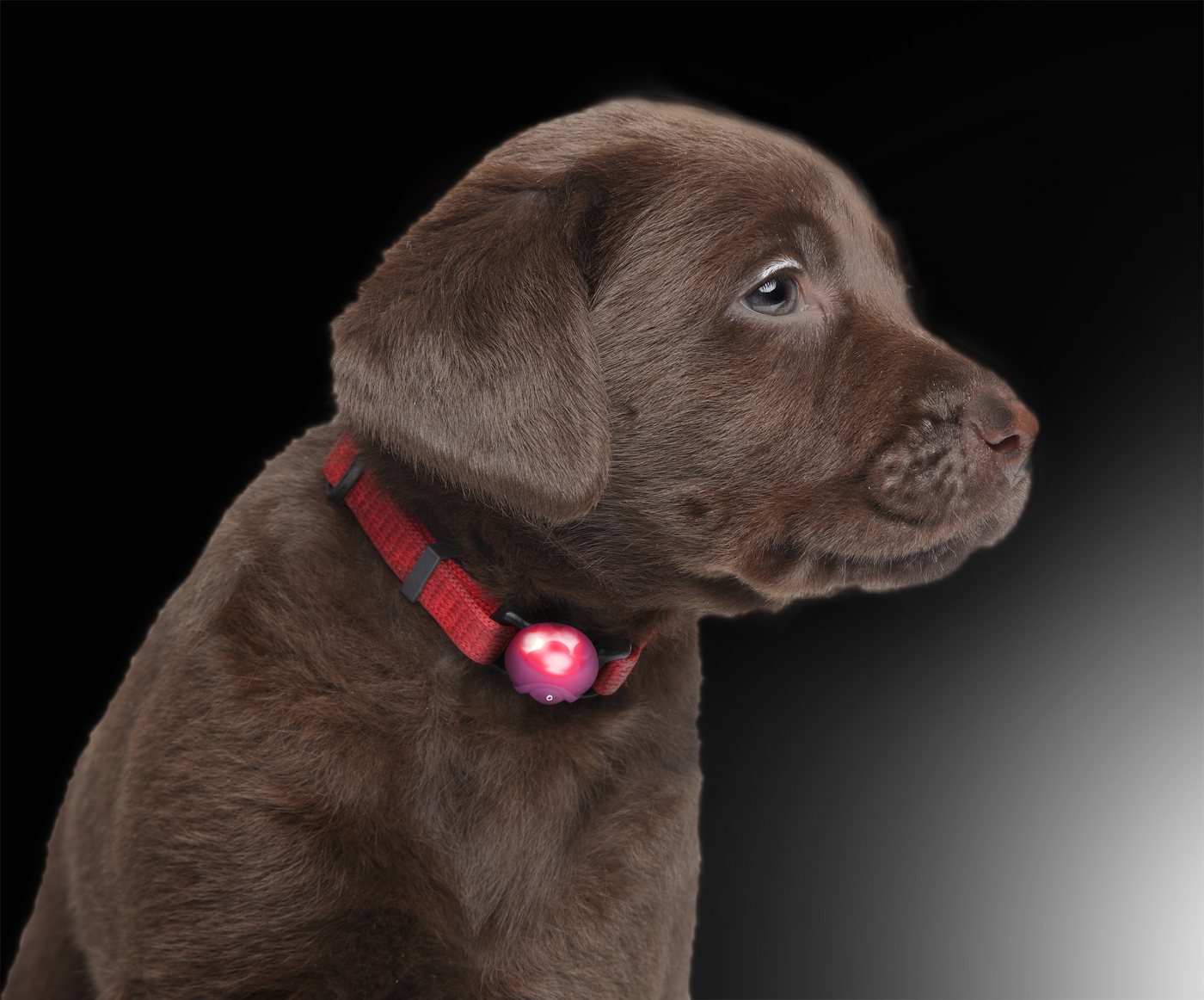 Thumbnail - PRECORN Hunde-Leuchtgeschirr LED Silikon Leuchtanhänger Leuchthalsband Halsband Hundehalsband Katze