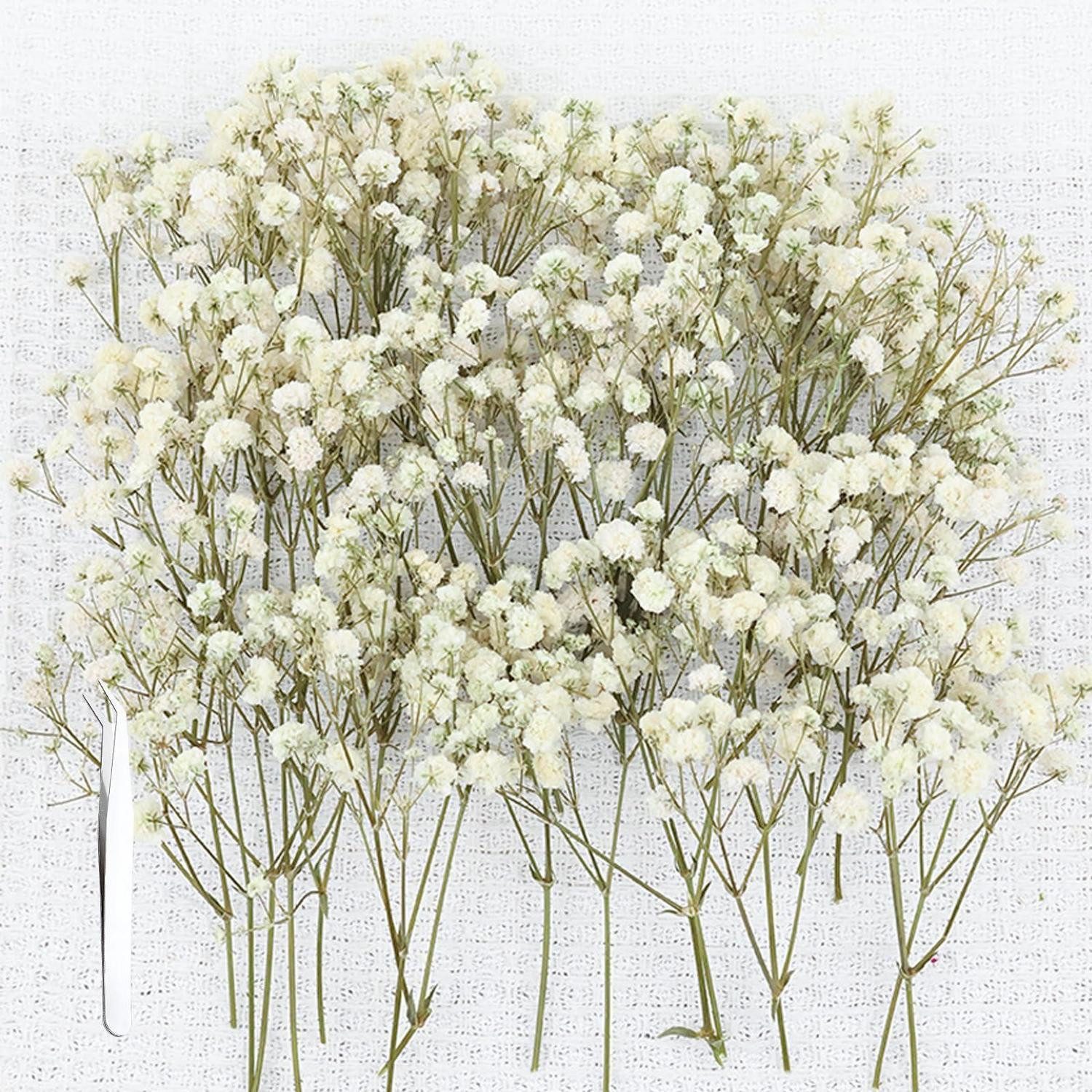 Trockenblume Trockenblumen Schleierkraut Weiss 100 Stk., LuxusKollektion, Höhe 5 cm