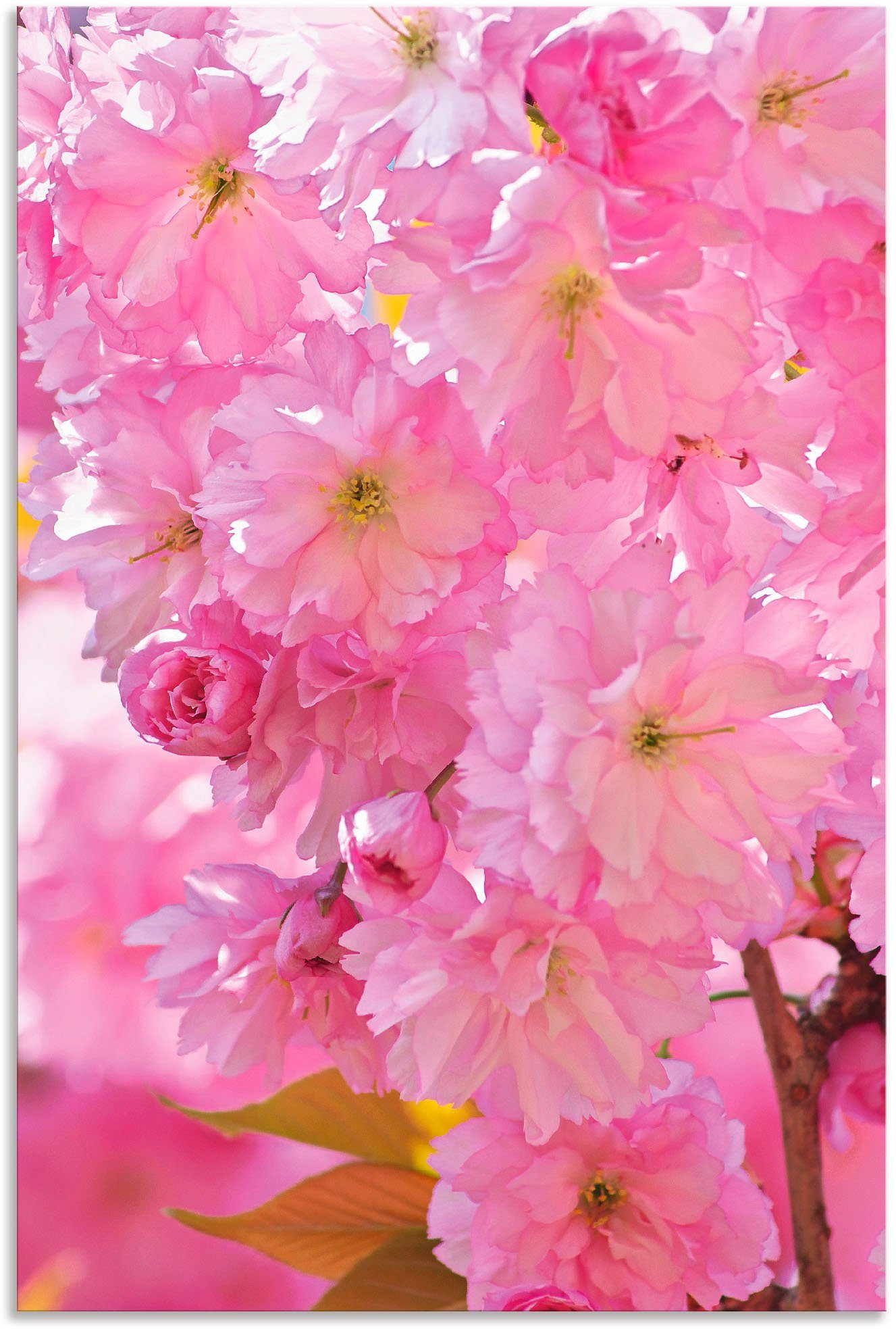 Größen Poster Kirschblüten, Blumen Leinwandbild, Wandaufkleber oder versch. Artland Wandbild in als Alubild, St), (1