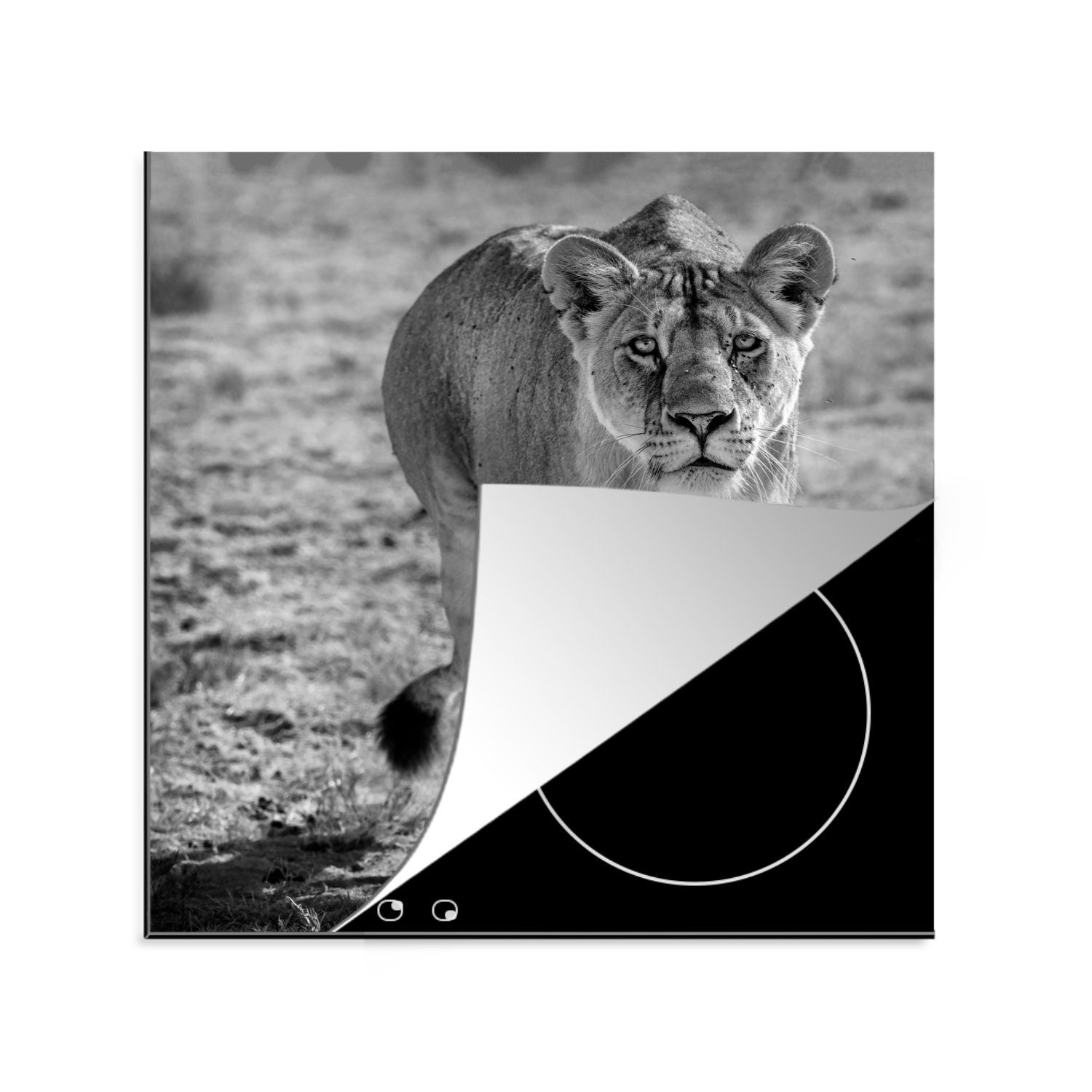 MuchoWow Herdblende-/Abdeckplatte Löwe - Schwarz - Weiß, Vinyl, (1 tlg), 78x78 cm, Ceranfeldabdeckung, Arbeitsplatte für küche