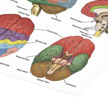 Posterlounge Poster Science Photo Library, Das Gehirn aus vier Perspektiven (Englisch), Klassenzimmer Illustration