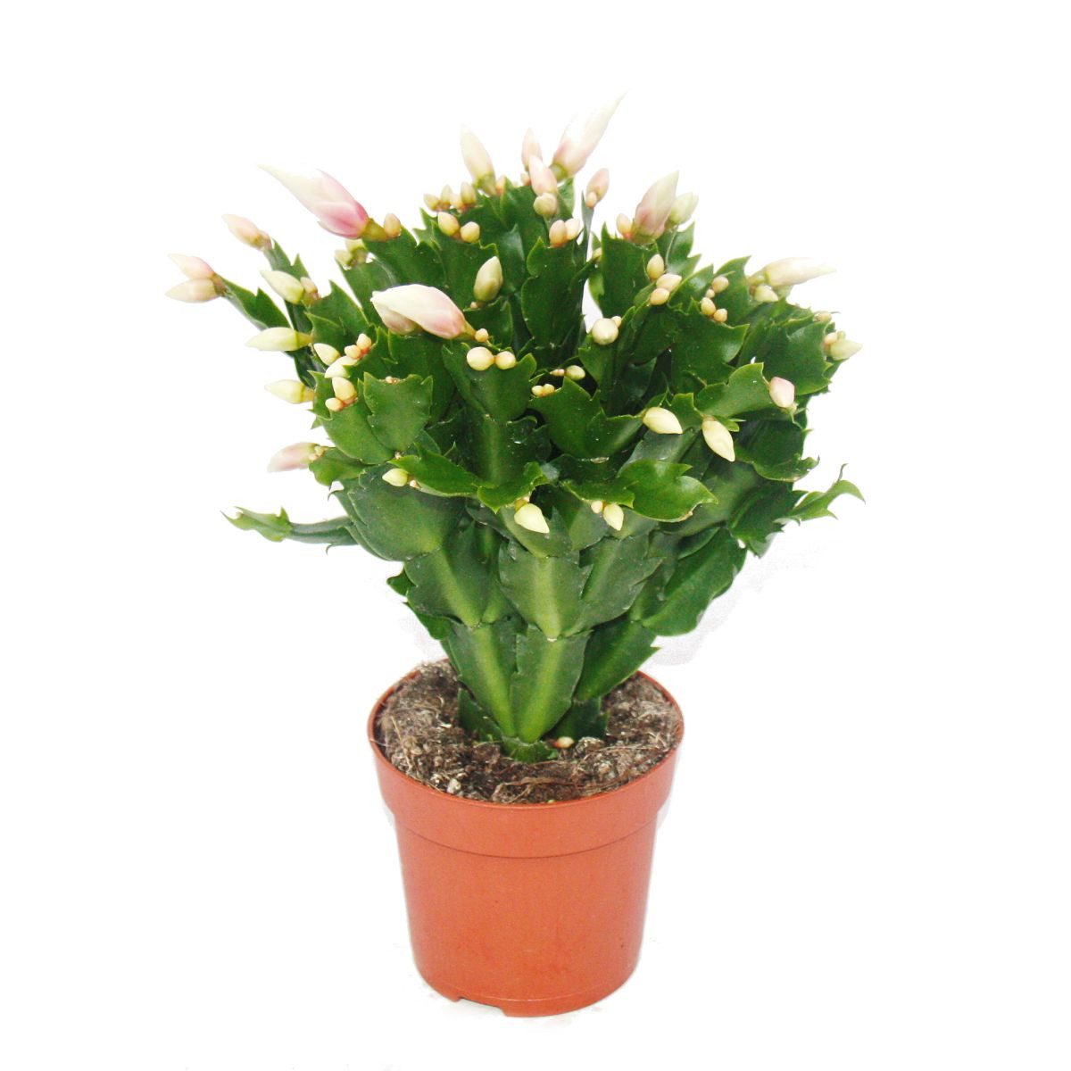 Exotenherz Kaktus Weihnachtskaktus - Schlumbergera - Set mit 3 Pflanzen