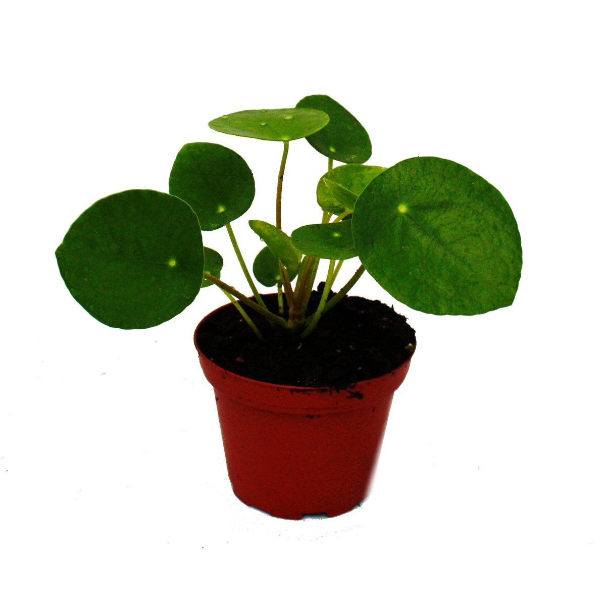 Exotenherz Zimmerpflanze Mini Pilea peperomioides Glückstaler Bauchnabelpfl günstig online kaufen