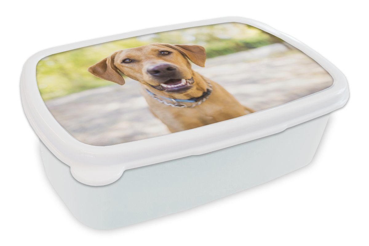 MuchoWow Lunchbox Labrador Retriever draußen, Kunststoff, (2-tlg), Brotbox für Kinder und Erwachsene, Brotdose, für Jungs und Mädchen weiß