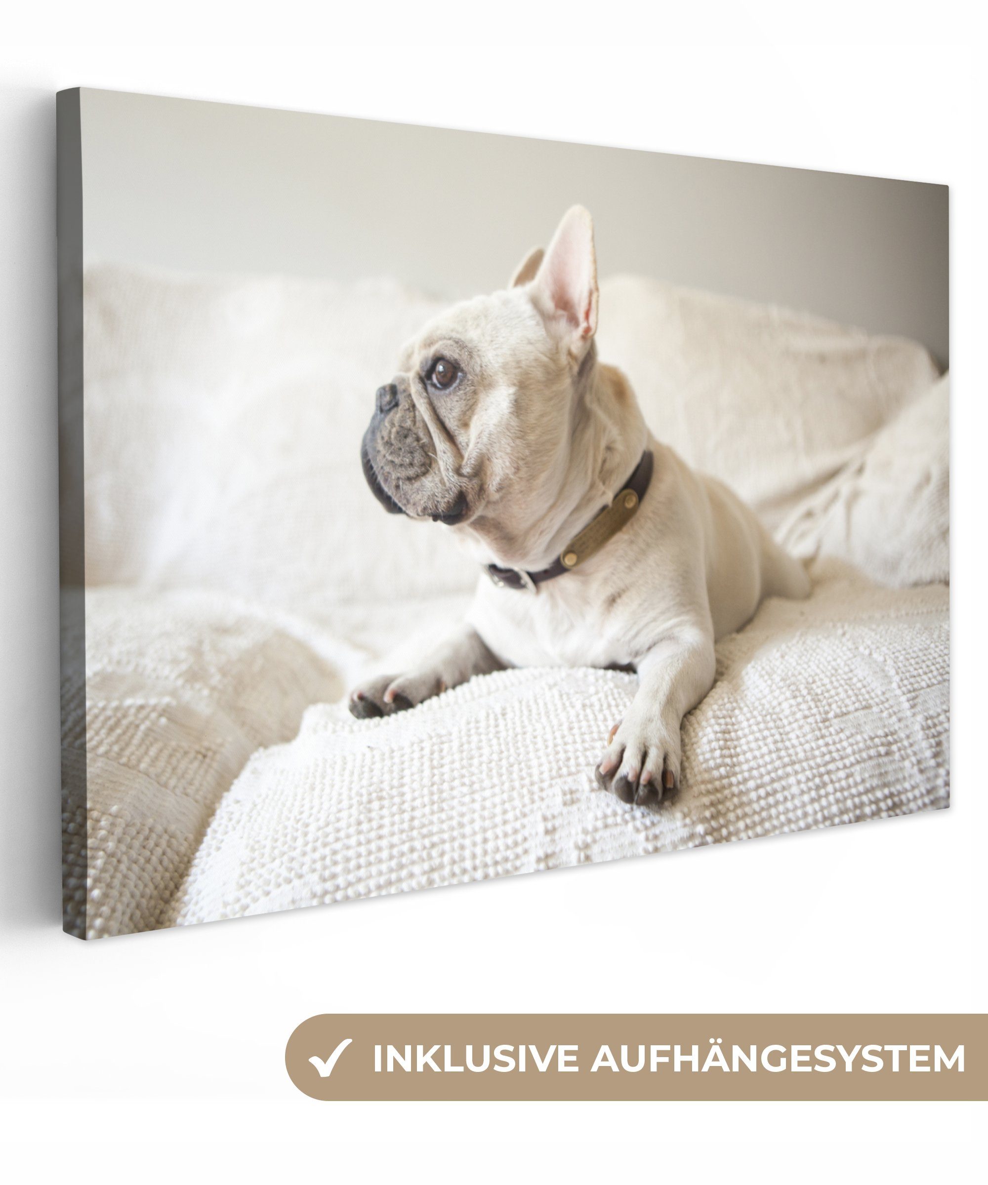 OneMillionCanvasses® Leinwandbild Französische cm - Bulldogge Leinwandbilder, weiß - Bank, St), Wanddeko, Aufhängefertig, 30x20 (1 Wandbild
