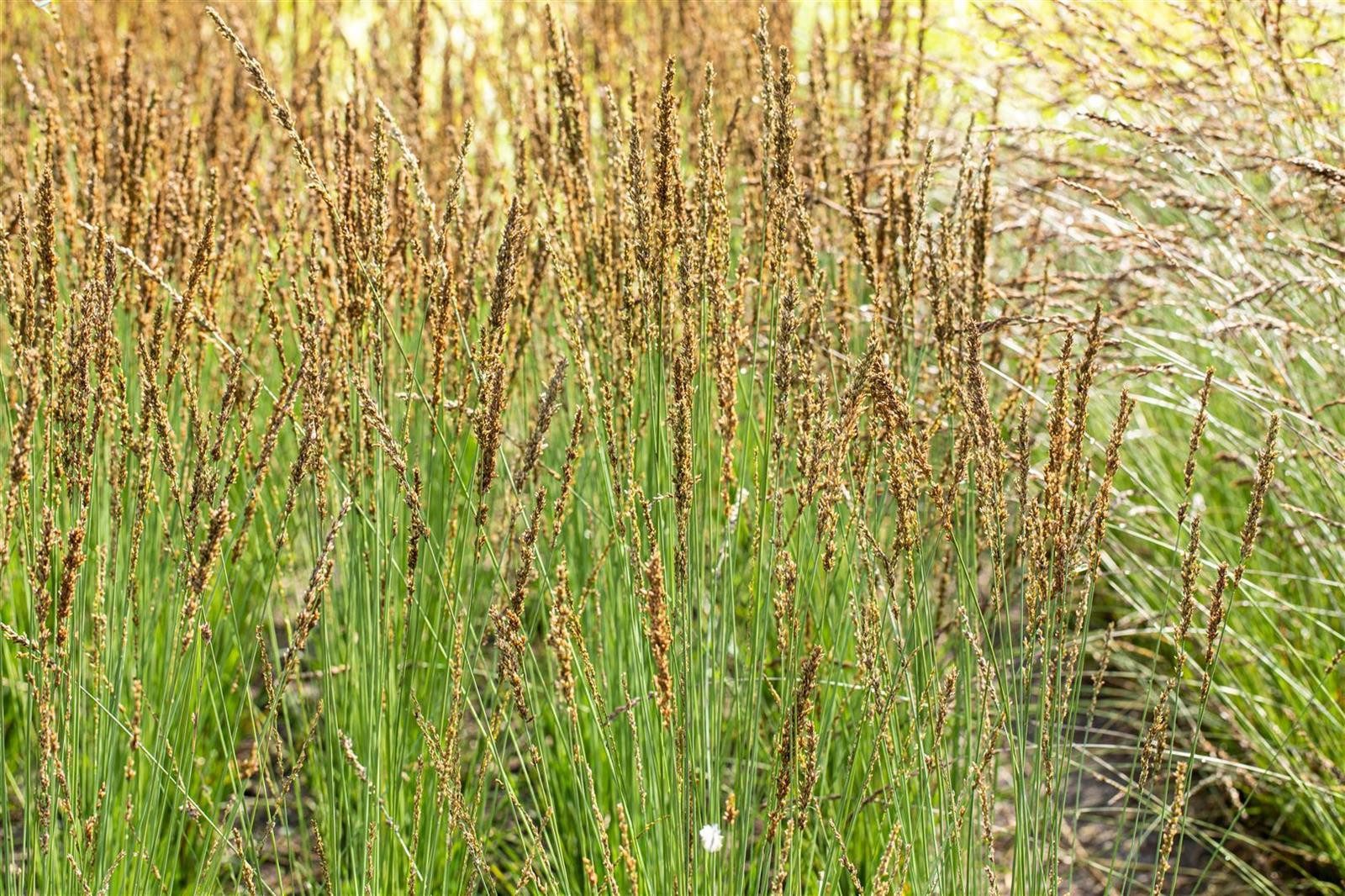Pflanzen für Dich Gräser Molinia caerulea Moorhexe, 1 St., Pfeifengras, Moor-Pfeifengras, kompakt, herbstfärbung gelb
