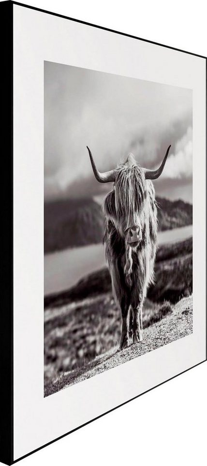 Reinders! Wandbild »Slim Frame Black 50x50 Highland Cow«-kaufen