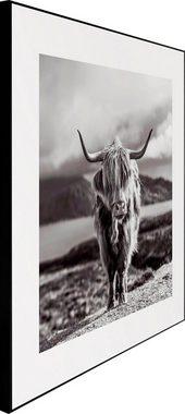 Reinders! Wandbild Slim Frame Black 50x50 Highland Cow