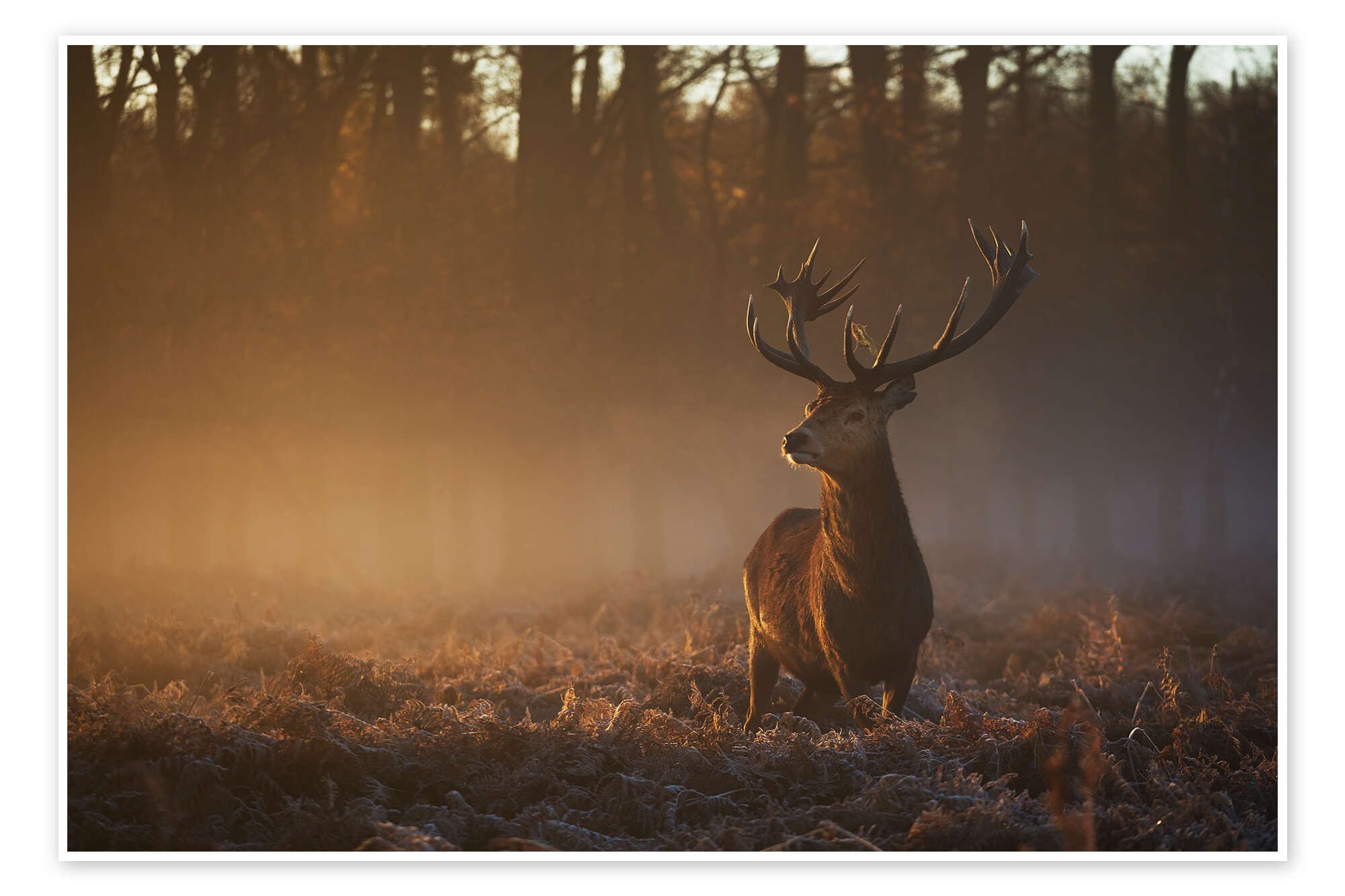 Posterlounge Wandbild Hirsch im Herbstsonnenaufgang, Alex Saberi, erhältlich als Poster, Leinwandbild, Wandsticker oder Acrylglasbild